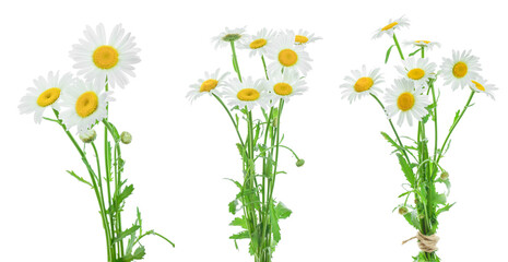 chamomile or daisies with leaves isolated on white background. Set or coollection