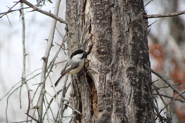 Chickadee