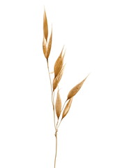 Yellow ripe oats ears and groats, plant with stem isolated on white, macro 