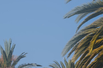 palm trees against blue sky