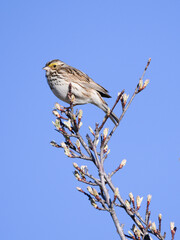 Savannah sparrow perched on shrub