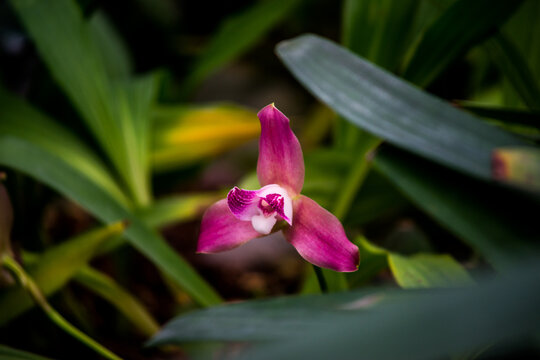 Lycaste macrophylla Orchid