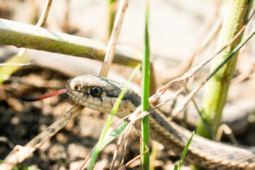 Gartersnake closeup