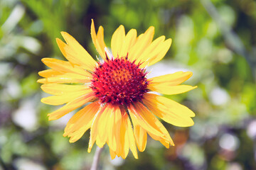 Blanketflower (Gaillardia) in bloom
