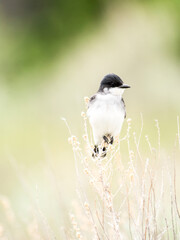 Eastern kingbird perched on sage