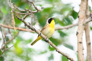 Common yellowthroat bird singing from branch