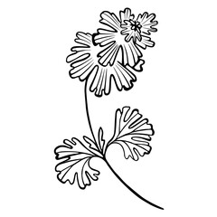 Herbs decorative drawing. Flowers vector line drawing. Botanical sketches.Vector illustration. Wildflowers linear drawing. Spring summer black and white herbs. Decor element. - obrazy, fototapety, plakaty