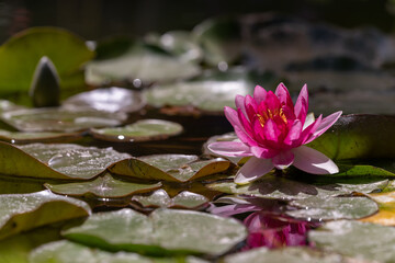 Pink water lilies (Nympheae) in a pond