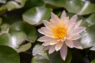 A Coral colored Nymphea (water lily) with green leaves in the background