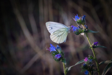 Schmetterling - Butterfly - Frühling - Springtime- Spring - High quality photo