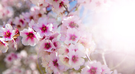 branch of blossoming almond flower background