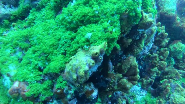 Corals and reefs seen in Fernando de Noronha archipelago, Brazil. Scuba diving