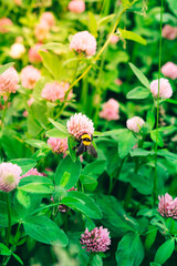 Bumblebee on a clover flower in a blurred green meadow. Selective focus