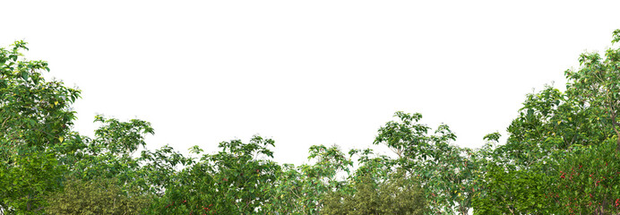 3d render forest with white background