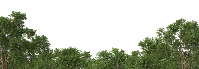 3d render forest with white background