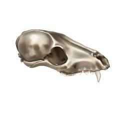 Watercolor illustration of a fox skull. realistic animal skull