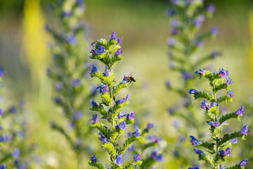 honey flowers in the meadow