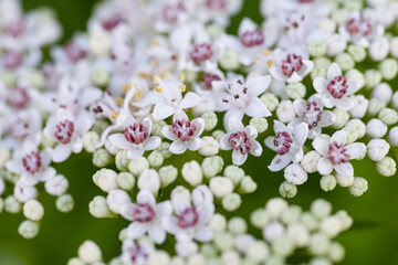 background of white small flowers macro