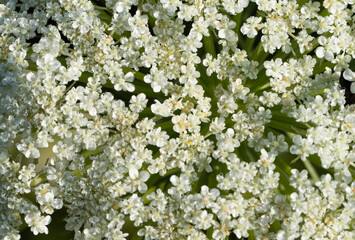 background of white small flowers macro