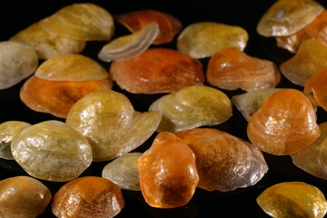 Closeup of golden jingle seashells on black background