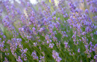 blooming lavender growing in a flower bed in summer
