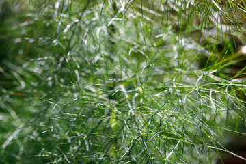 Fennel leaves. 