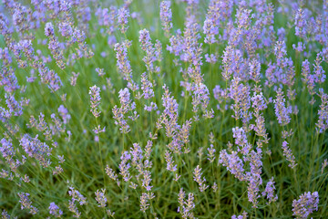 Obraz premium blooming lavender growing in a flower bed in summer