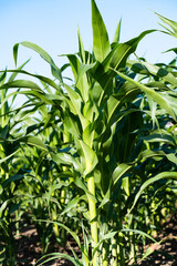corn growing on the field in summer