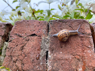 Snail on the brick. Clematis in the back.