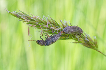 A mating pair of click beetles (Agrypnus murinus)