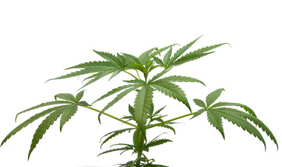 cannabis leaves isolated