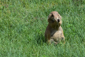 A black-tailed prairie dog eating in a field in northeastern Wyoming