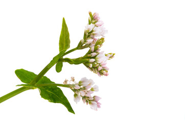 buckwheat flowers isolated