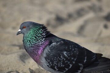 pigeon on the beach