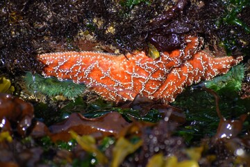 Orange Starfish in Washington
