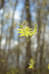 Young leaves and bushes in spring. Spring landscape. Background. Texture.