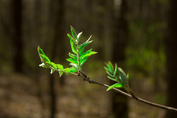 Young leaves and bushes in spring. Spring landscape. Background. Texture.