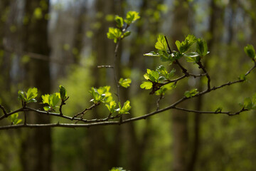 Young leaves and bushes in spring. Spring landscape. Background. Texture.