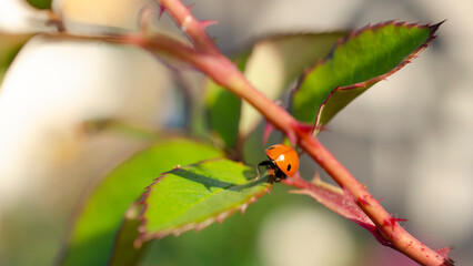 Little Ladybug on a branch