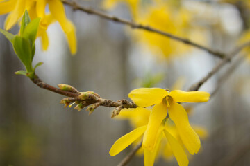 Yellow spring flowers in the forest. Spring landscape. Background. Texture.
