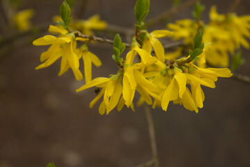 Yellow spring flowers in the forest. Spring landscape. Background. Texture.