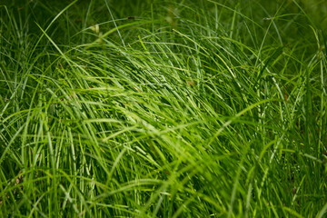 Summer green grass. Sunny day.