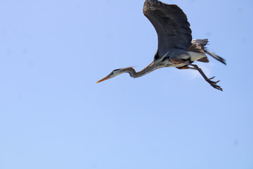 Birds Flying High In The Sky.. 