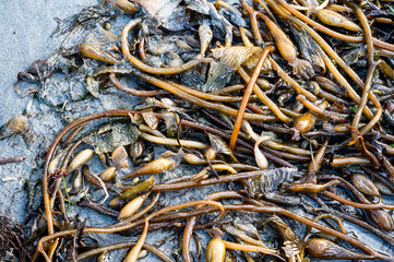 Kelp seaweed on shoreline