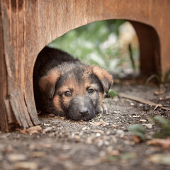 German shepherd puppies in nature