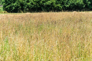 Cereal field