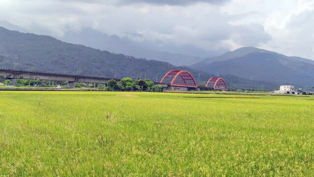 The Moving train on bridge with nice yellow paddy, taitung, Taiwan