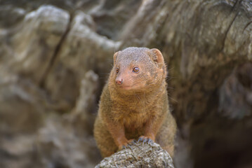 Common dwarf mongoose, Helogale parvula with soft yellowish red fur, a large pointed head, small ears, a long tail, short limbs and long claws