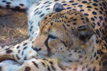 Southeast African cheetah, Acinonyx jubatus jubatus. Portrait. Close up. Wild life of animals