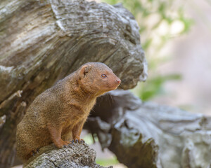 Common dwarf mongoose, Helogale parvula with soft yellowish red fur, a large pointed head, small ears, a long tail, short limbs. Wildlife of animals